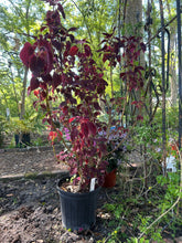 Load image into Gallery viewer, Coleus Merlot or Solenostemon scutellarioides Pint Plant Southern Flower Garden Southern Flower Garden
