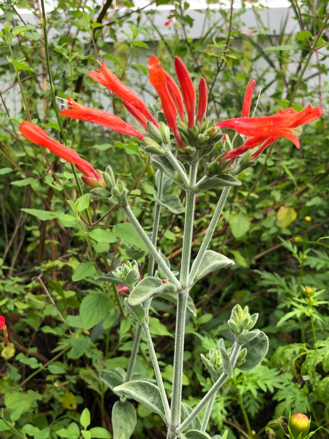 King's Crown Dicliptera suberecta or Justicia suberecta Pint Plant Southern Flower Garden Southern Flower Garden