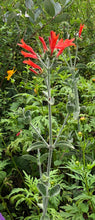 Load image into Gallery viewer, King&#39;s Crown Dicliptera suberecta or Justicia suberecta Pint Plant Southern Flower Garden Southern Flower Garden
