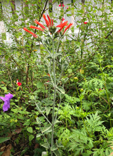 Load image into Gallery viewer,  Dicliptera suberecta Hummingbird Bush Pint Plant Southern Flower Garden  Southern Flower Garden
