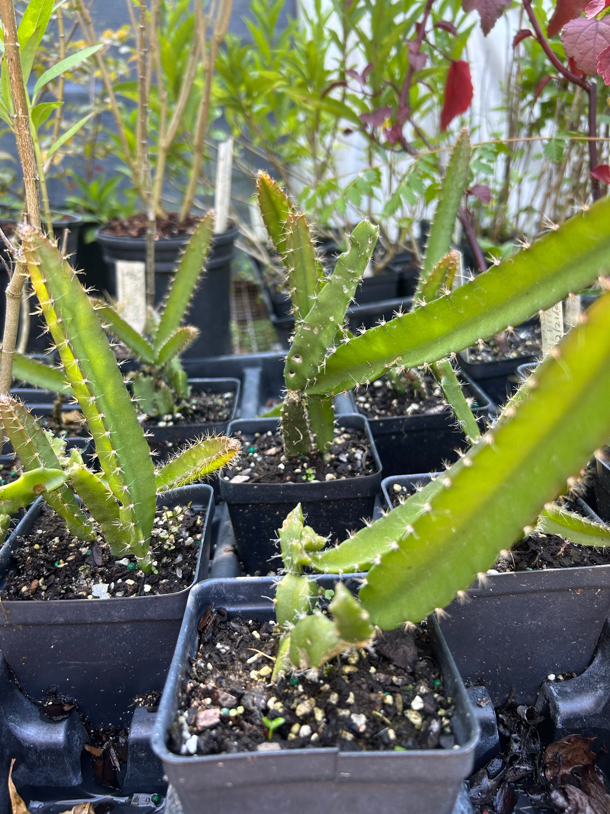 Golden Dragon Fruit Hylocereus undatus rooted starter plant – Southern  Flower Garden