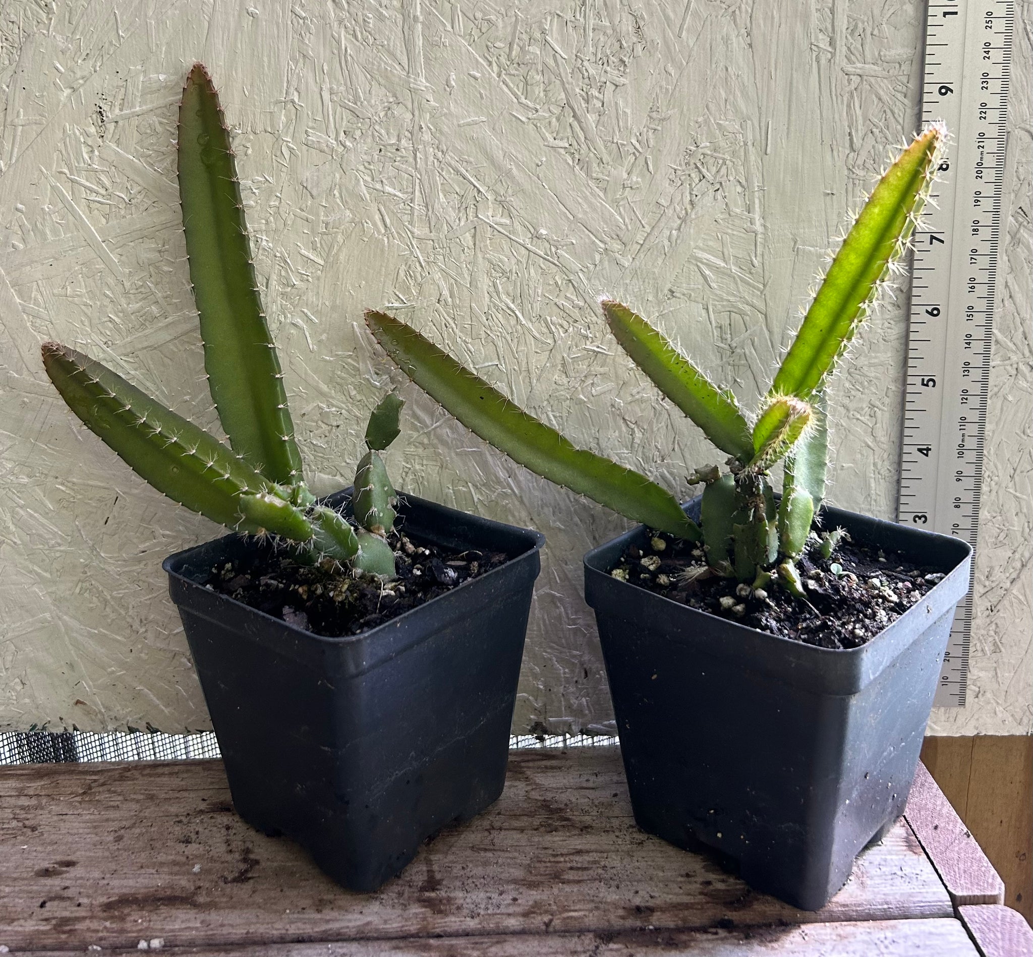 dragon fruit plant indoor Golden Dragon Fruit Hylocereus undatus rooted starter plant – Southern Flower Garden