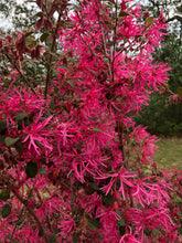 Load image into Gallery viewer, Fringe Flower Loropetalum chinense Ruby Pint Plant Southern Flower Garden  Southern Flower Garden
