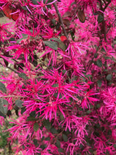 Load image into Gallery viewer, Fringe Flower Loropetalum chinense Ruby Pint Plant Southern Flower Garden  Southern Flower Garden
