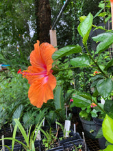Load image into Gallery viewer, Hibiscus Orange Lagos Hibiscus Rosa-sinensis pint plant Southern Flower Garden  Southern Flower Garden
