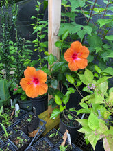 Load image into Gallery viewer, Hibiscus Orange Lagos Hibiscus Rosa-sinensis pint plant Southern Flower Garden  Southern Flower Garden
