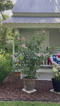 Load and play video in Gallery viewer, Hibiscus Weeping Albo Lacinatus Tropical Hibiscus quart plant
