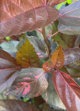 Load and play video in Gallery viewer, Acalypha Wilkesiana Acalypha 'Louisiana Red' Pint Plant
