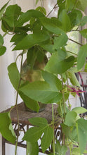 Load and play video in Gallery viewer, Passiflora Lady Margaret Fragrant Passion Flower Vine pint plant
