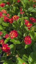 Load and play video in Gallery viewer, Lantana camera Dallas Red Pint Plant
