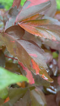 Load and play video in Gallery viewer, Acalypha Wilkesiana Acalypha 'Louisiana Red' Pint Plant
