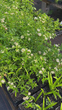 Load and play video in Gallery viewer, Lantana camera Silver Mound Pint Plant
