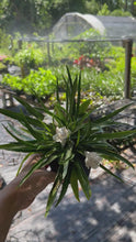 Load and play video in Gallery viewer, 'Katie's Dwarf White' Mexican Petunia pint plant
