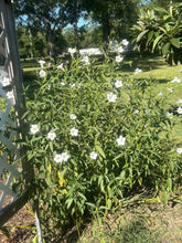 Load image into Gallery viewer, Ruellia malacosperma softseed Wild Petunia alba Pint Plant Southern Flower Garden Southern Flower Garden

