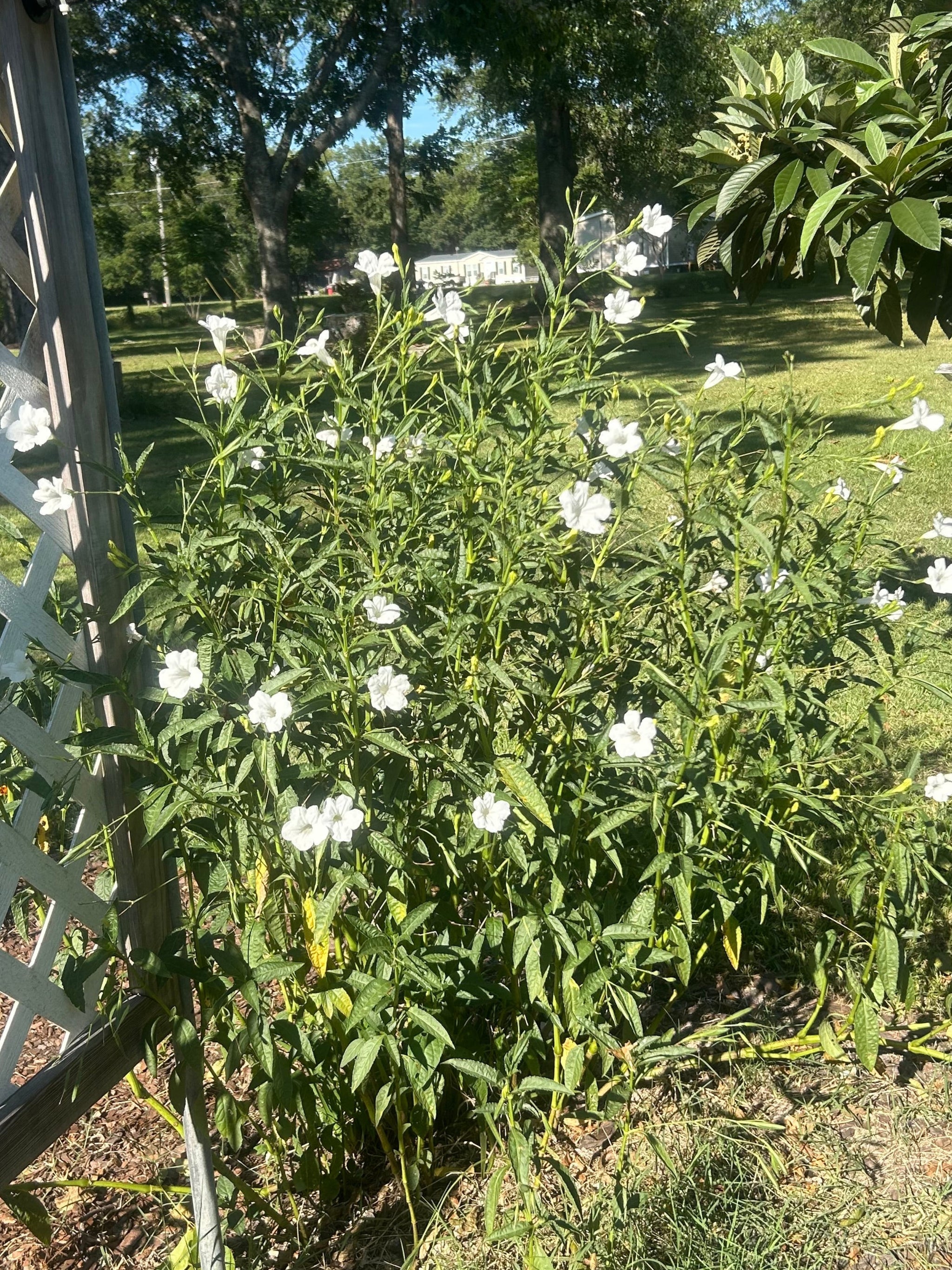 Ruellia malacosperma softseed Wild Petunia alba Pint Plant