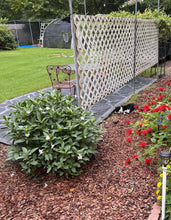 Load image into Gallery viewer, Ruellia malacosperma softseed Wild Petunia alba Pint Plant Southern Flower Garden Southern Flower Garden
