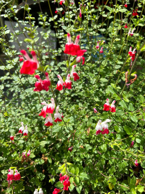 Hot Lips Salvia or Salvia microphylla Quart Plant Southern Flower Garden Southern Flower Garden