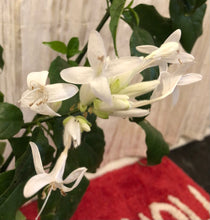 Load image into Gallery viewer, Plants Shrimp White Candles Justicia whitefielda elongata Quart Plant Southern Flower Garden  Southern Flower Garden
