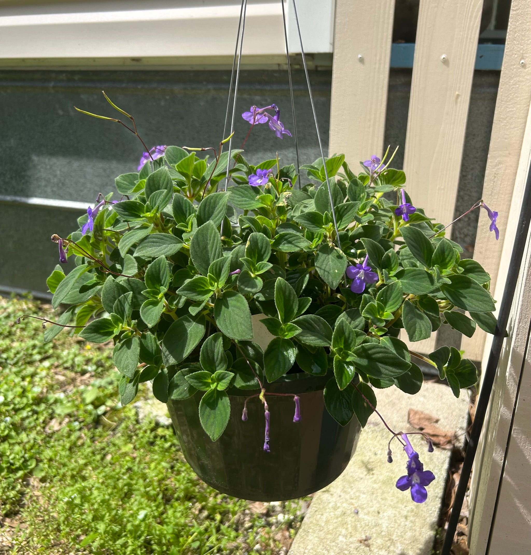 Concord Blue Streptocarpella Pint Plant – Southern Flower Garden