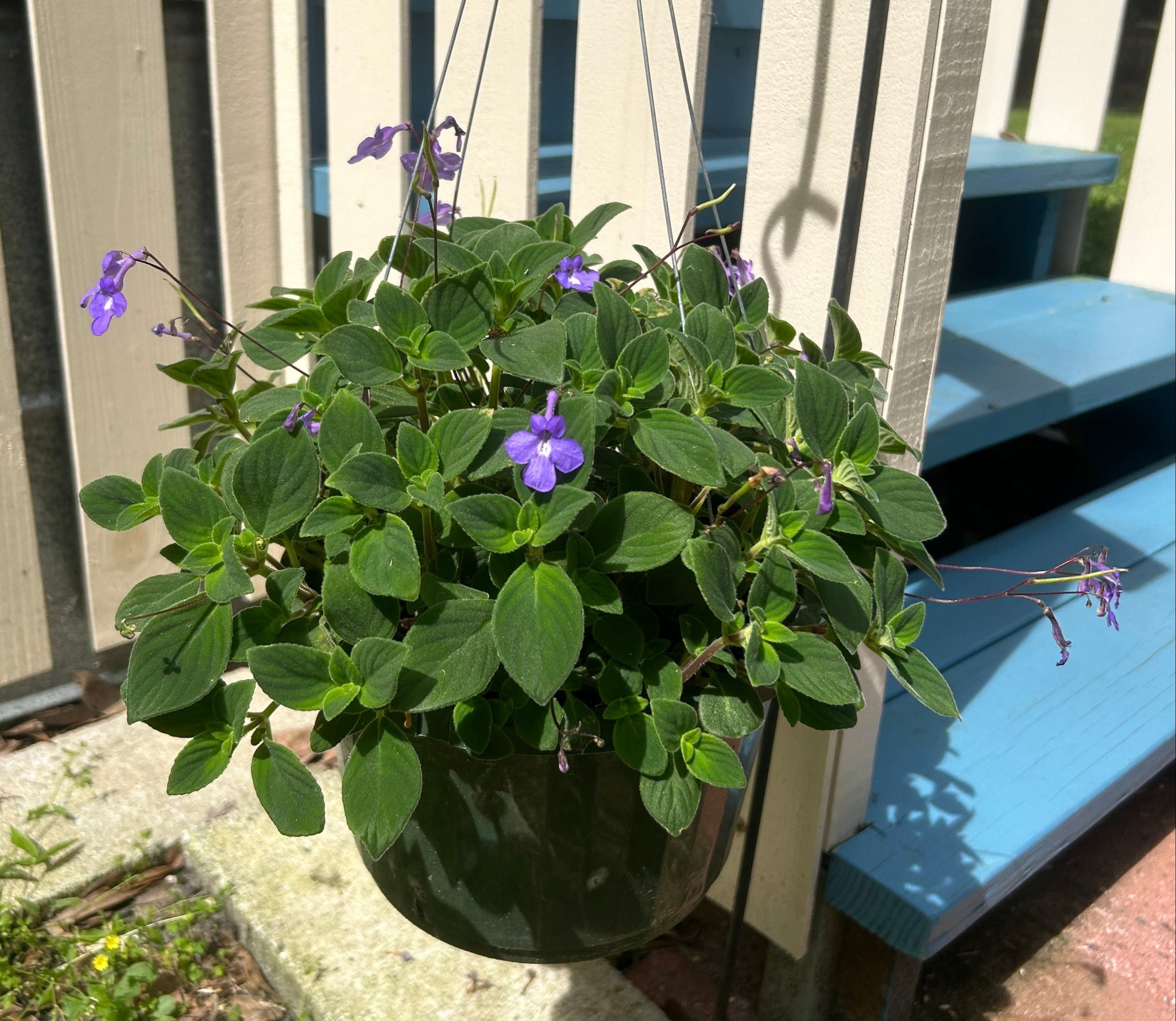 Concord Blue Streptocarpella Pint Plant – Southern Flower Garden