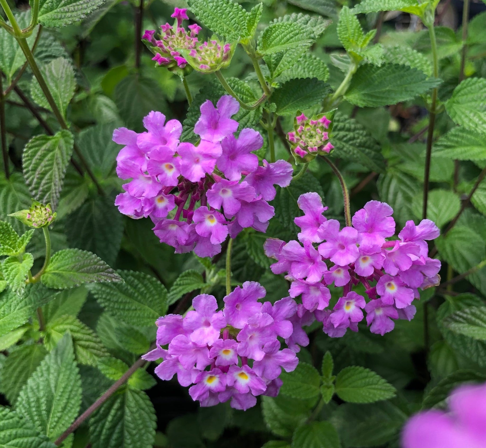 trailing lavender plant Lantana Trailing Lavender Pint Plant