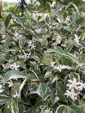 Trachelospermum jasminoides variegatum Fragrant Variegated Confederate Jasmine Southern Flower Garden  Southern Flower Garden