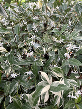 Load image into Gallery viewer, Trachelospermum jasminoides variegatum Fragrant Variegated Confederate Jasmine Southern Flower Garden  Southern Flower Garden

