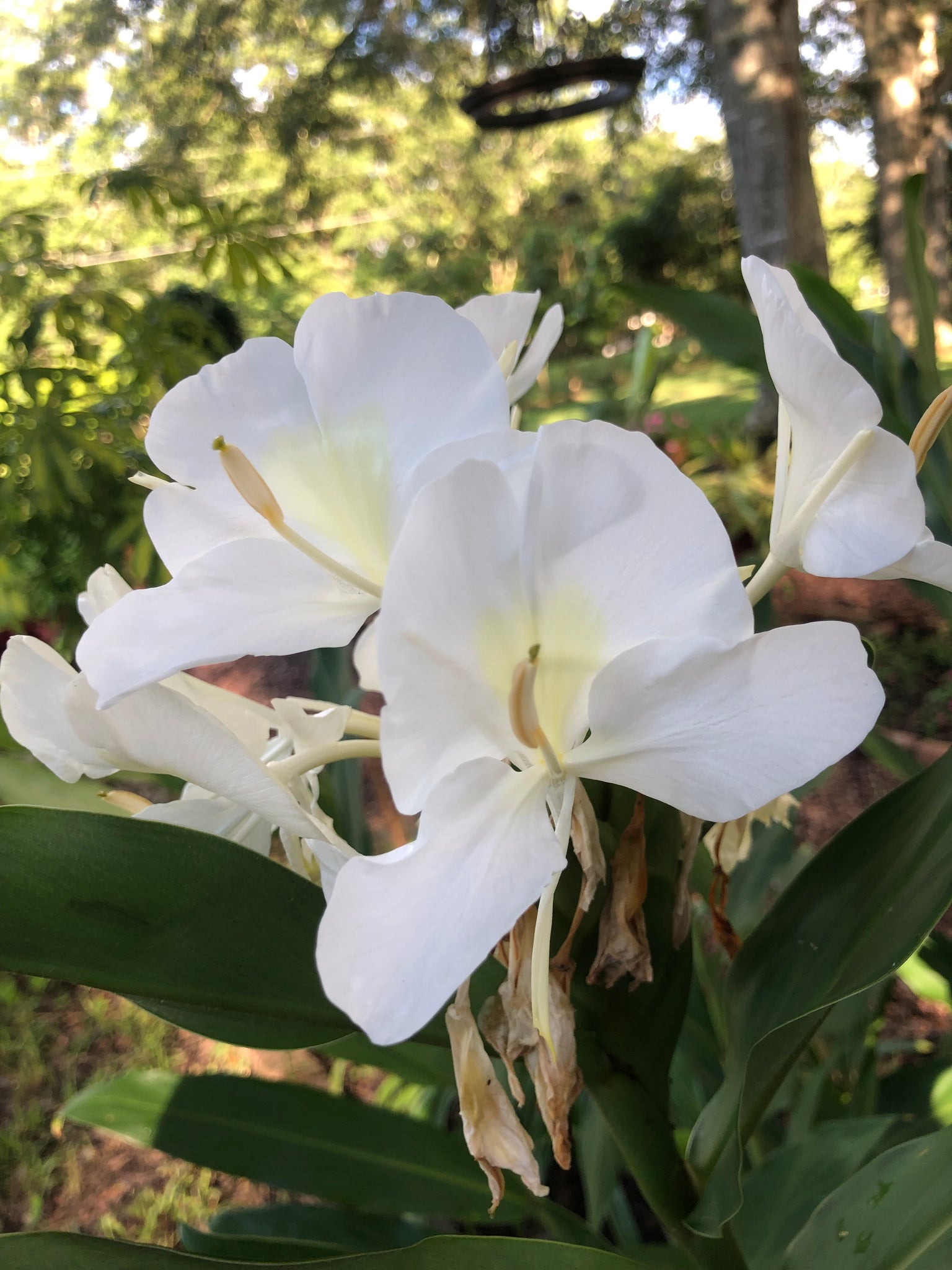 white ginger lily flower White Butterfly Ginger or Hedychium coronarium Quart Plant