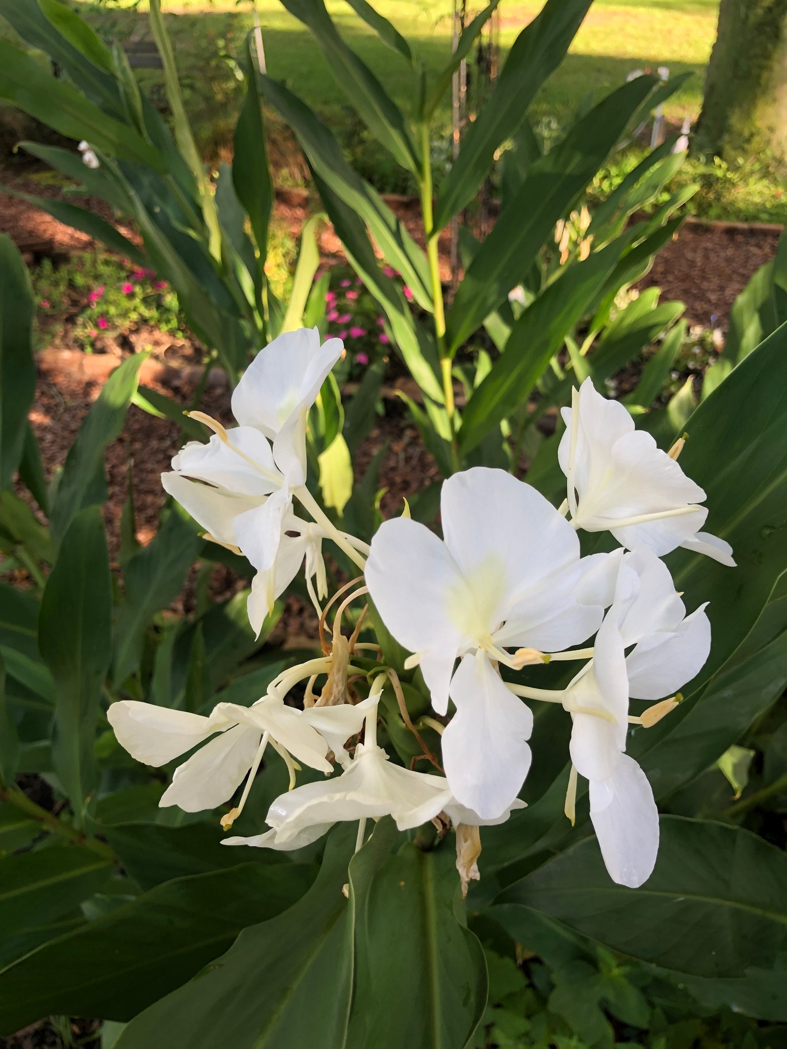 where to buy white ginger lily White Butterfly Ginger or Hedychium coronarium Quart – Southern Flower Garden