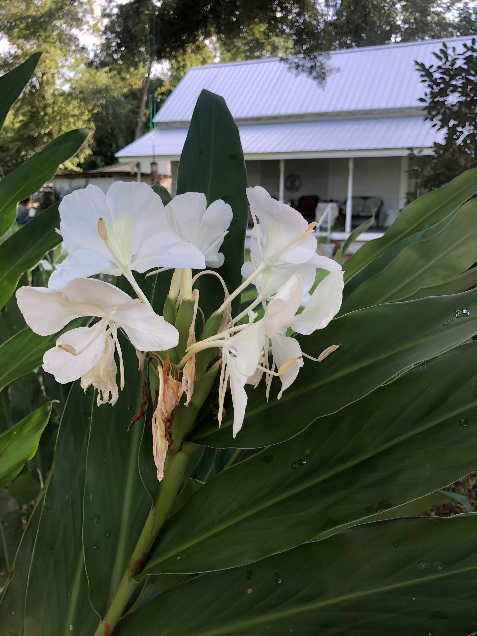 white butterfly ginger lily White Butterfly Ginger or Hedychium coronarium Quart – Southern Flower Garden