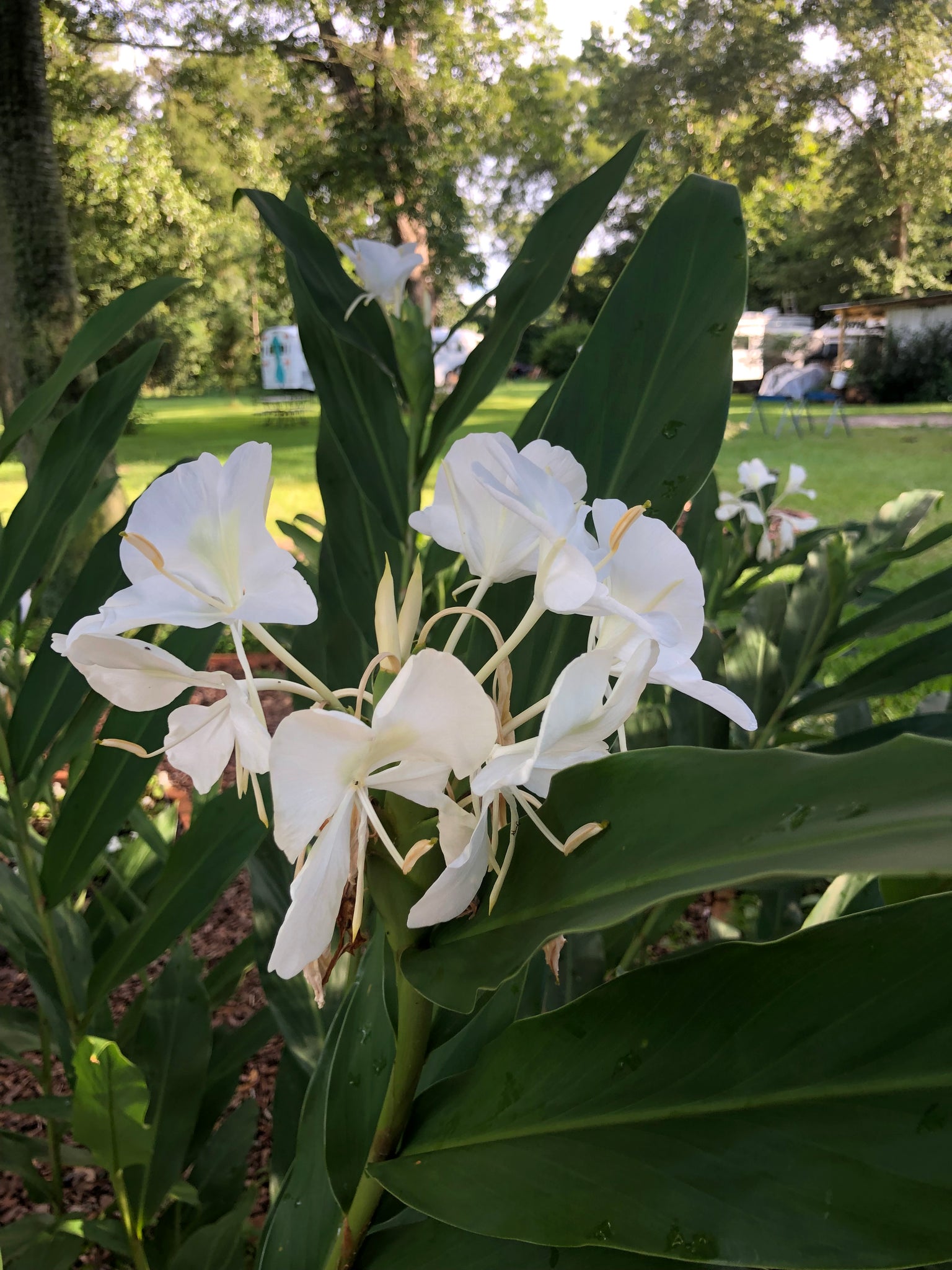 white ginger lily flower White Butterfly Ginger or Hedychium coronarium Quart – Southern Flower Garden