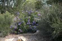 Load image into Gallery viewer, Home &amp; Garden Alyogyne huegelii Blue Hibiscus 10 seeds Does not apply Southern Flower Garden
