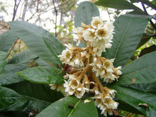 Load image into Gallery viewer, Home &amp; Garden Eriobotrya japonica Japanese Plum Loquat Tree Does not apply Southern Flower Garden
