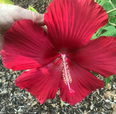 Home & Garden Hibiscus moscheutos Lord Baltimore Pint Plant**AVAILABLE SPRING 2023** Unbranded Southern Flower Garden