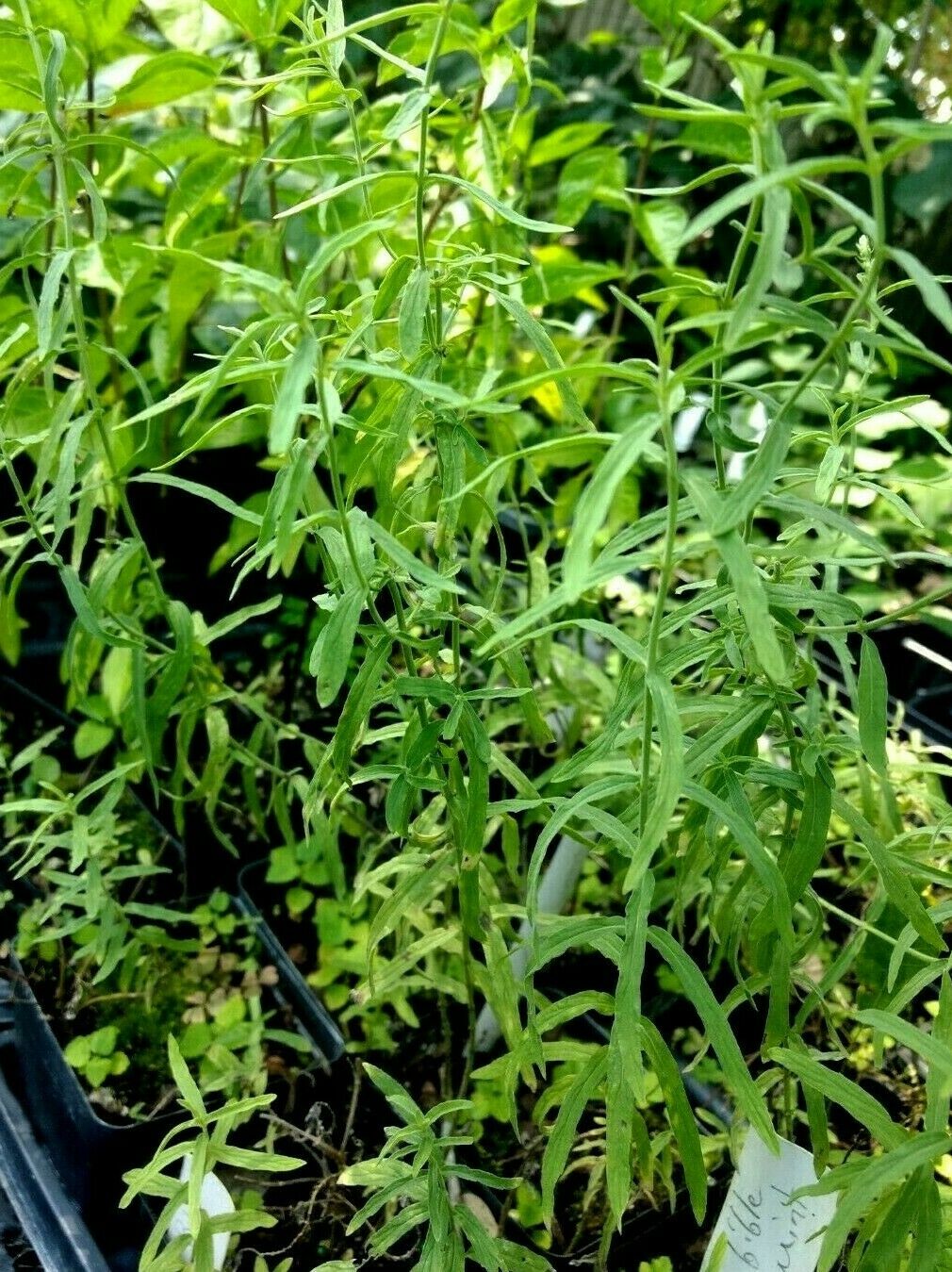 Home & Garden Mentha longifolia 'Habak' or Bible Mint pint plant White Southern Flower Garden