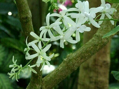 Home & Garden Petrea volubilis Alba or Queens Wreath White Vine Quart Southern Flower Garden Southern Flower Garden