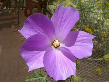 Load image into Gallery viewer, Home &amp; Garden Alyogyne huegelii Blue Hibiscus 10 seeds Does not apply Southern Flower Garden
