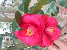 Load image into Gallery viewer, Home &amp; Garden Don Mac Camellia antique 10 seeds Does not apply Southern Flower Garden
