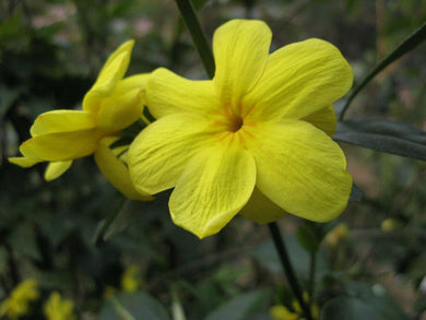 Home & Garden Jasminum floridum Florida Yellow Jasmine Pint Plant Southern Flower Garden Southern Flower Garden