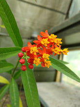 Load image into Gallery viewer, Home &amp; Garden Asclepias curassavica or Blood flower Pint Plant**AVAILABLE SPRING 2023** Does not apply Southern Flower Garden
