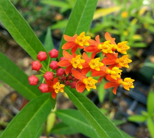 Home & Garden Asclepias curassavica or Blood flower Pint Plant**AVAILABLE SPRING 2023** Does not apply Southern Flower Garden