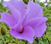 Load image into Gallery viewer, Home &amp; Garden Alyogyne huegelii Blue Hibiscus 10 seeds Does not apply Southern Flower Garden
