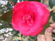 Load image into Gallery viewer, Home &amp; Garden Don Mac Camellia antique 10 seeds Does not apply Southern Flower Garden
