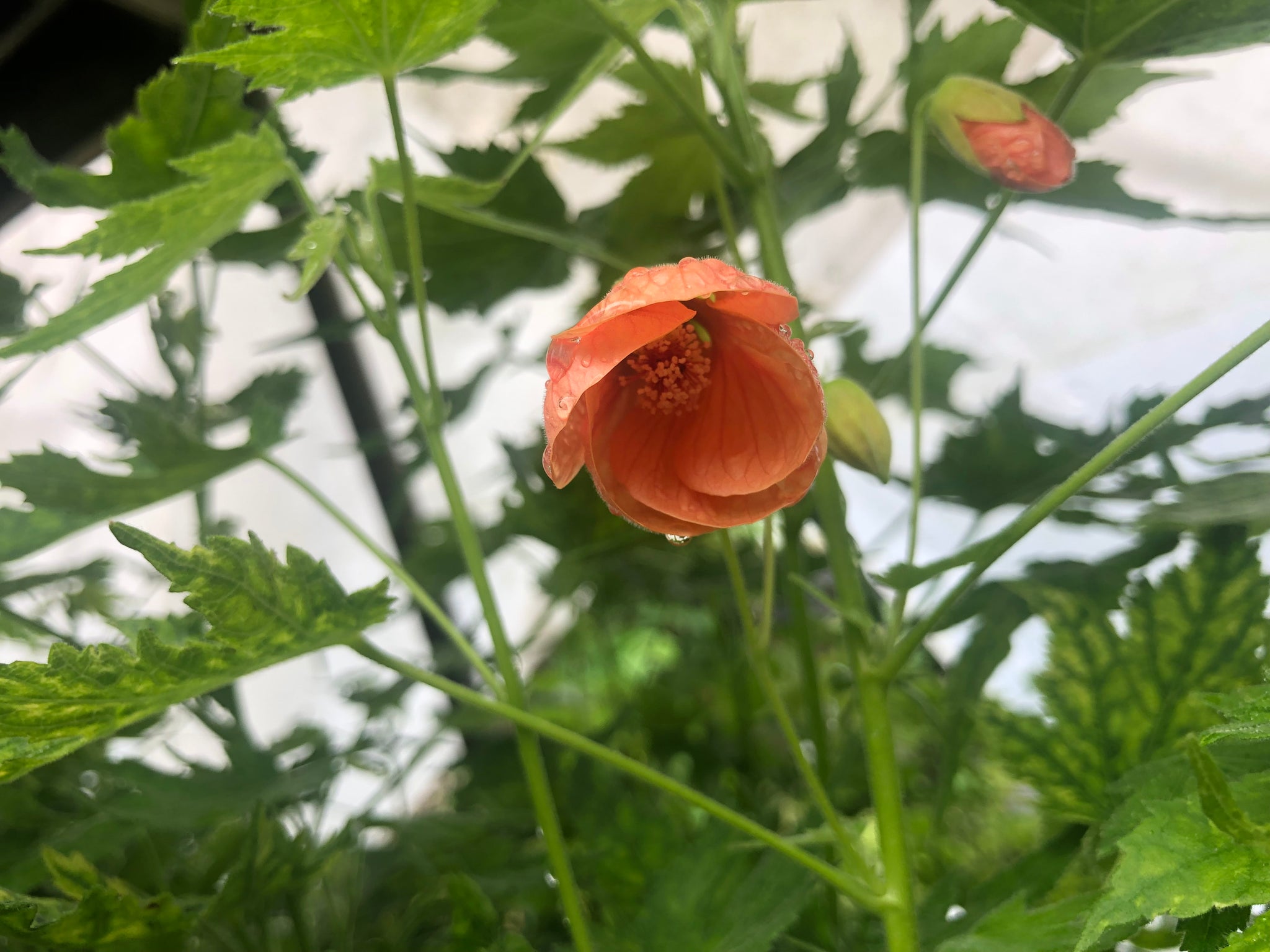 Abutilon Variegated Salmon Pint Plant – Southern Flower Garden