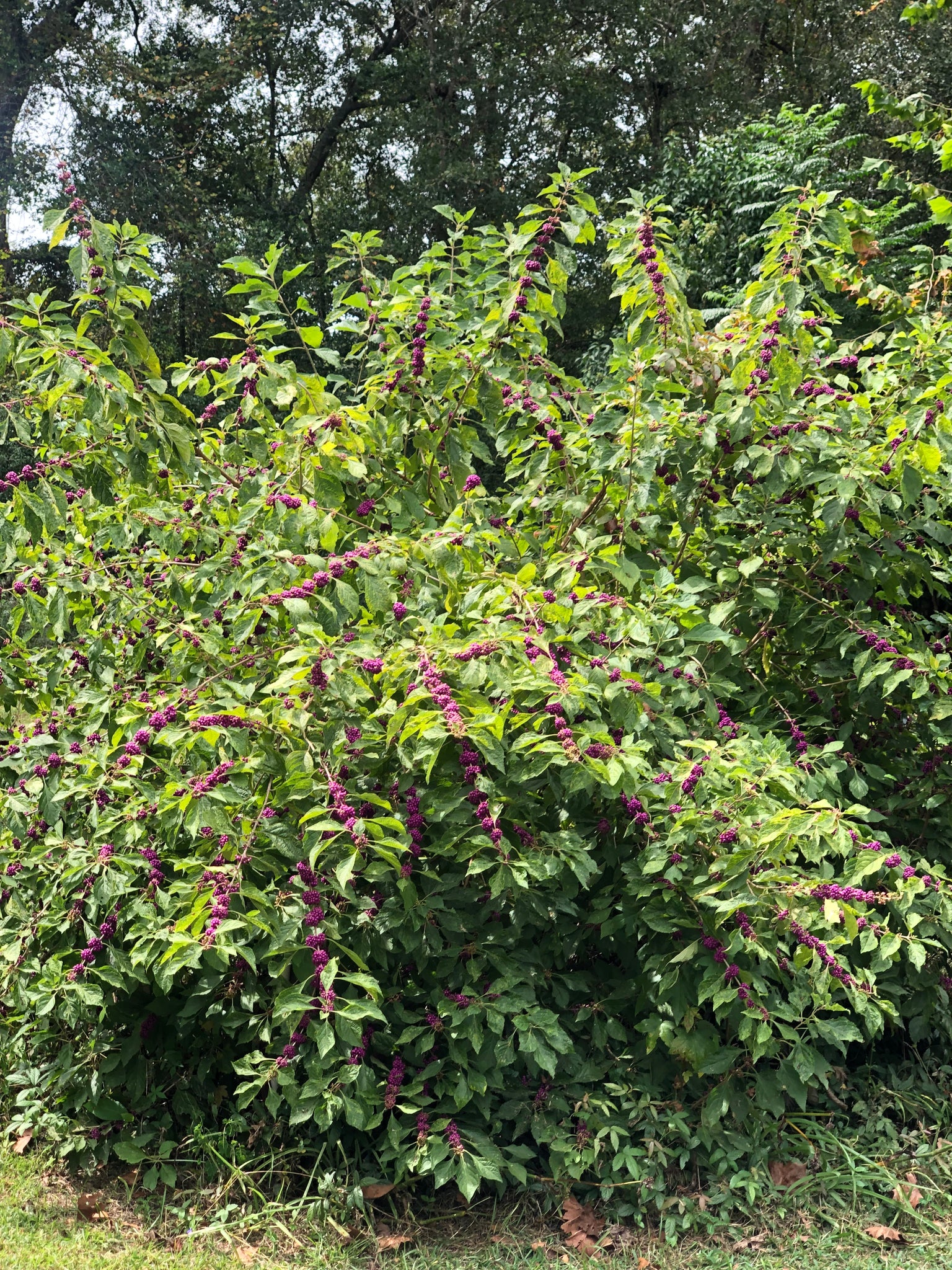 White Fruited American Beautyberry, French Mulberry, Wild Goose's Berry,  American Mulberry