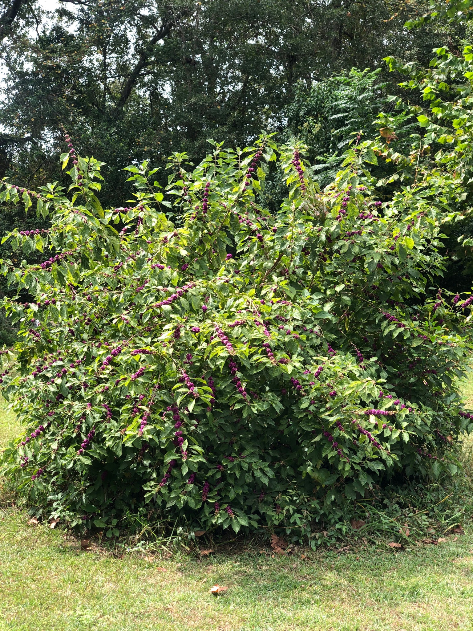 White Fruited American Beautyberry, French Mulberry, Wild Goose's Berry,  American Mulberry