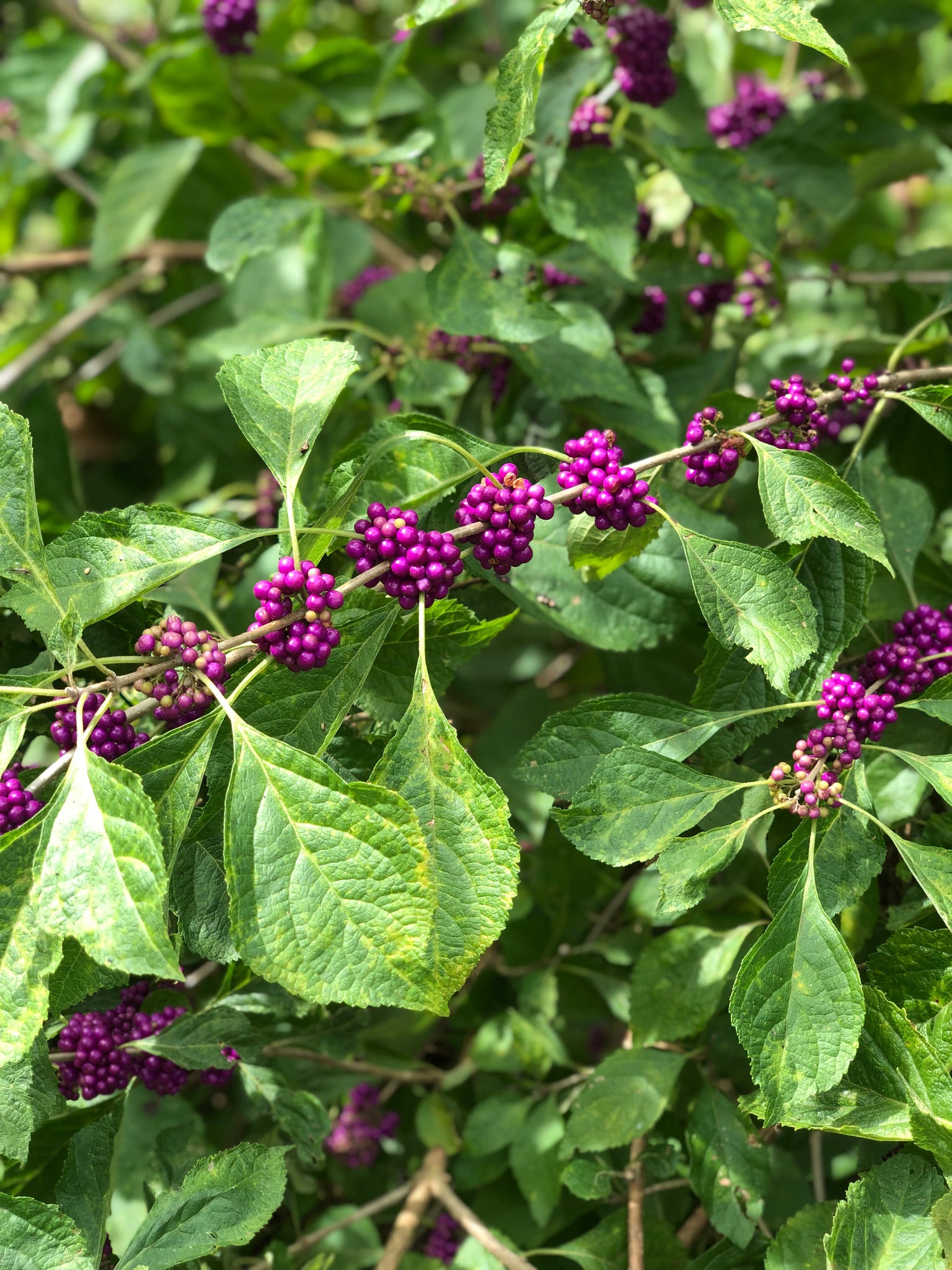 White Fruited American Beautyberry, French Mulberry, Wild Goose's