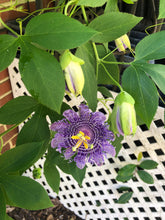 Load image into Gallery viewer,  Passiflora Blue Velvet Passion Flower Vine Southern Flower Garden  Southern Flower Garden
