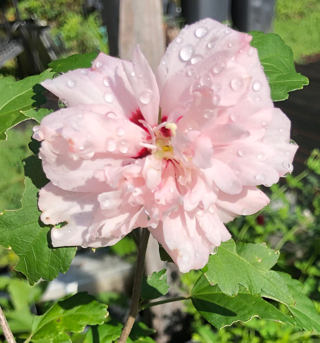  Blushing Bride Rose of Sharon Pint Plant Southern Flower Garden  Southern Flower Garden