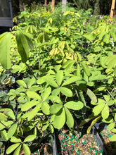 Load image into Gallery viewer,  Akebia quinata Chocolate Vine Pint Plant Southern Flower Garden  Southern Flower Garden
